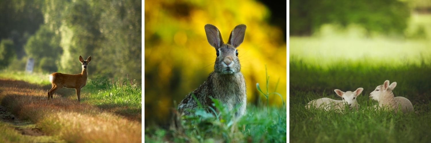 Wildlife at ardencote