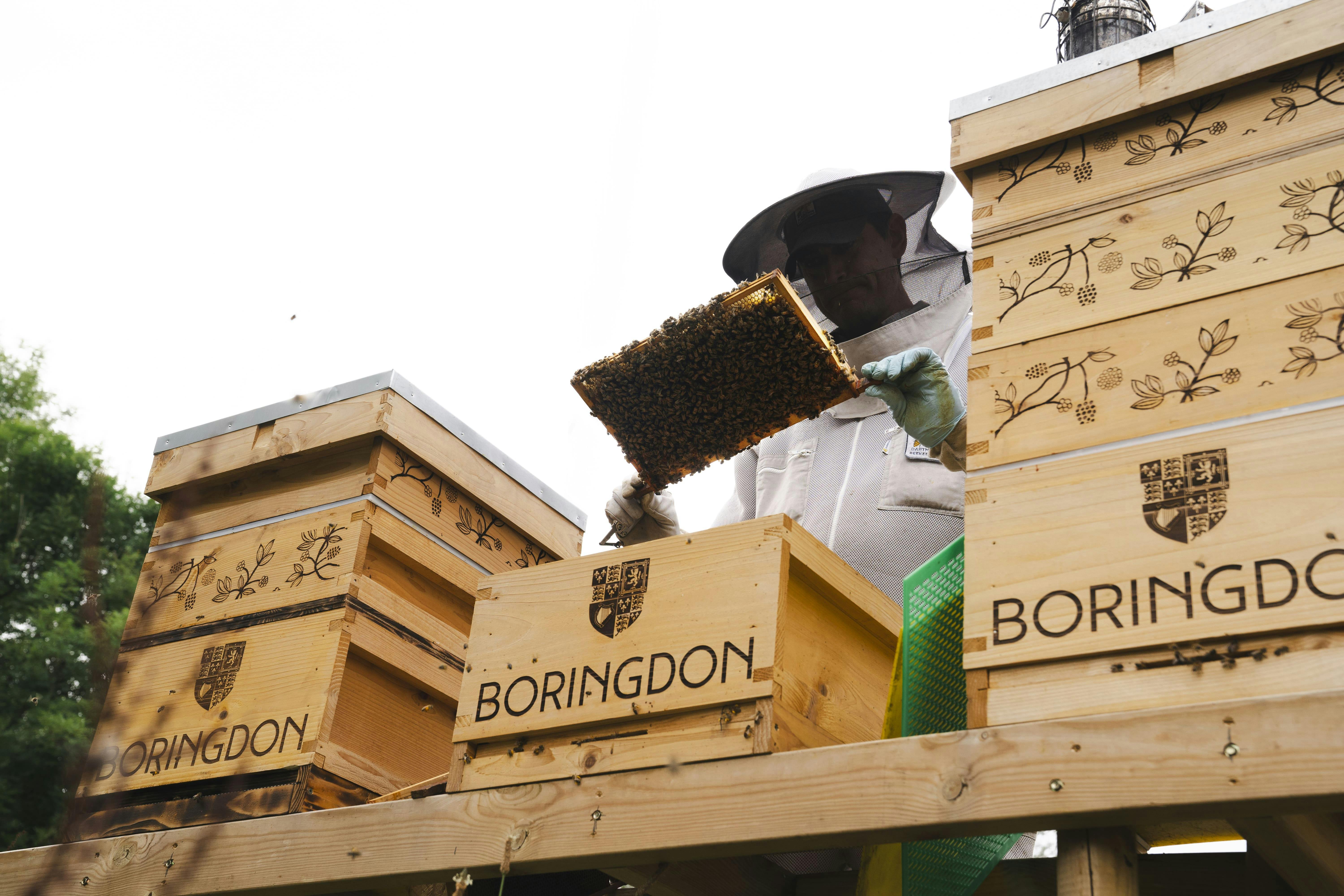 The Boringdon Bees - Boringdon Hall