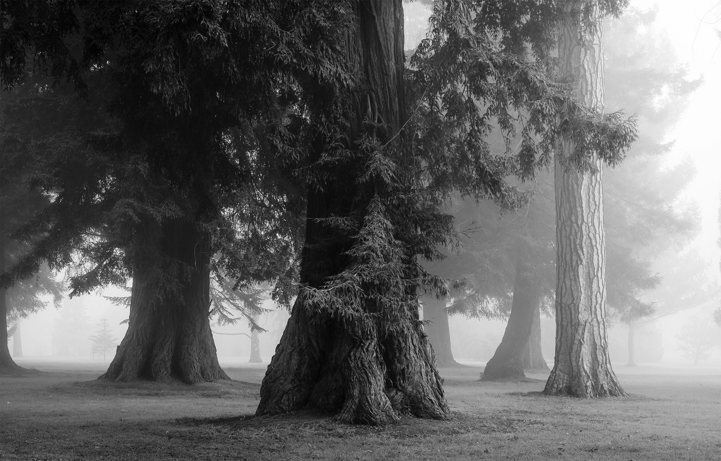 Sam Binding Photography - Bowood Woodland and Parkland - Copyright Sam Binding