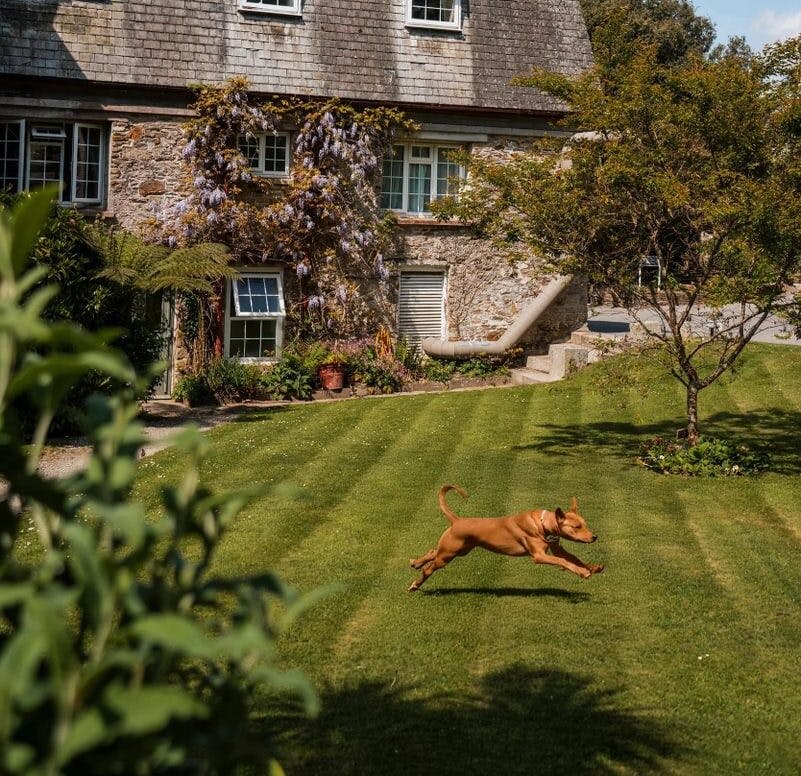 Dog at Budock Vean Hotel