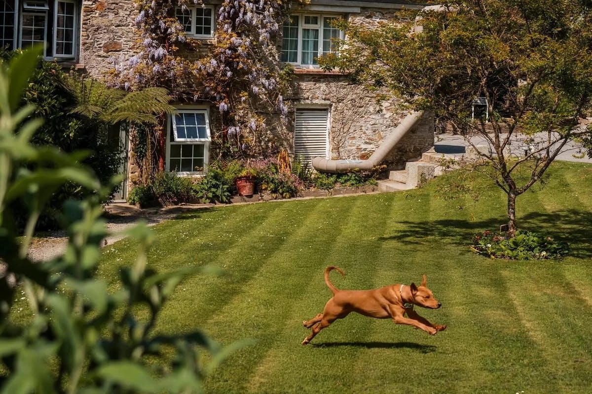 A dog runs across a sunny, green lawn in front of a stone house with wisteria.