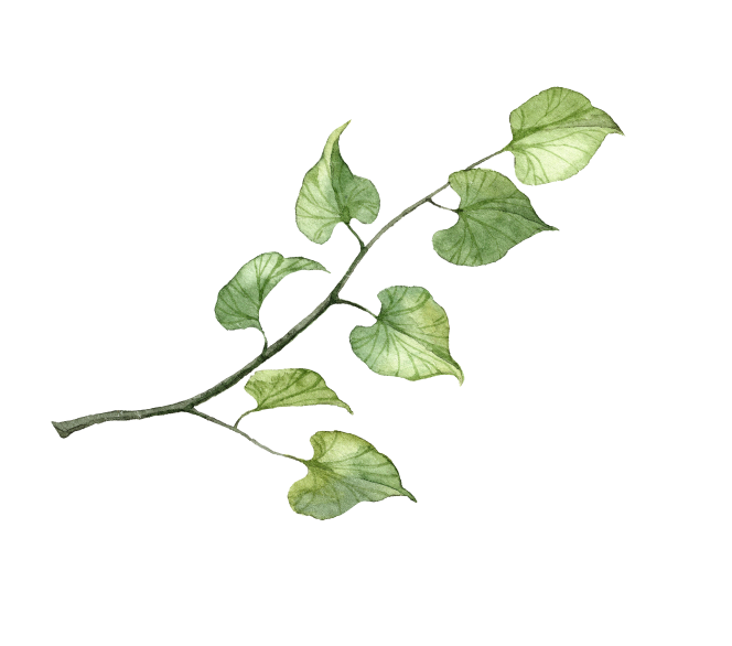 Small Leaf Image 2