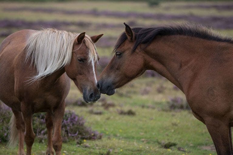 Two ponies in the New Forest nose to nose