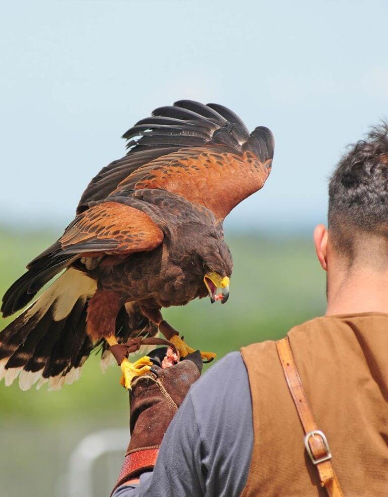 Falconry team building activity at Careys Manor Hotel