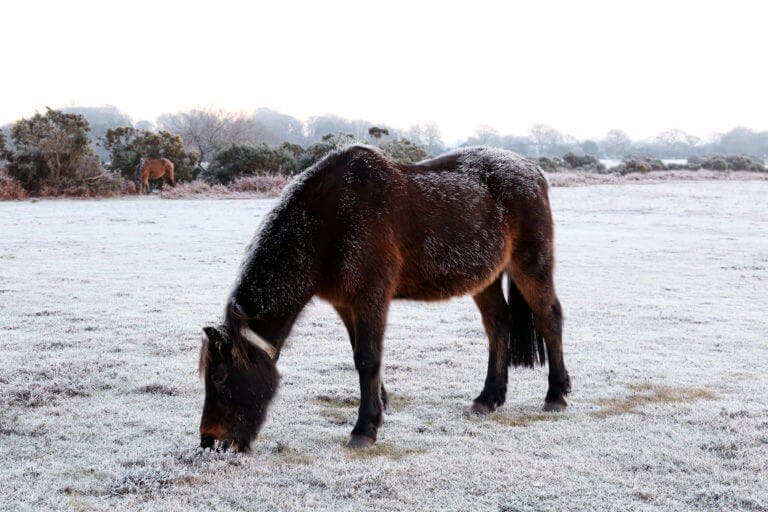 New forest pony grazing on snowy grass