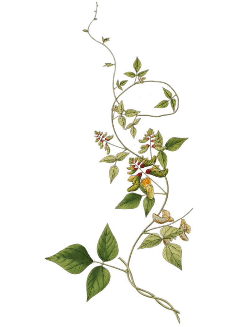 Botanical illustration