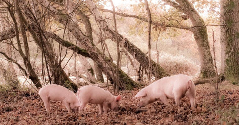 Pannage Pigs in the New Forest
