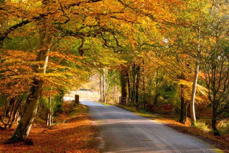 Chris Button Photography - Bolderwood in the New Forest