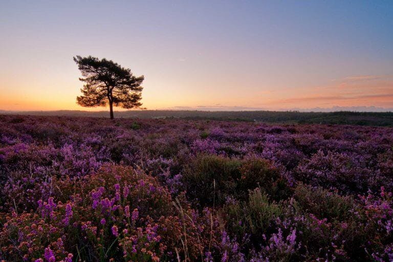 Ibsley in the New Forest