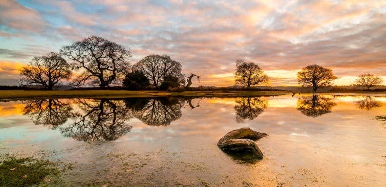 Mogshade in the New Forest