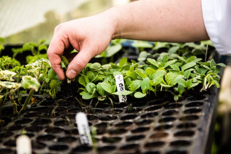 Home Grown Seasonal produce at Careys Manor Hotel & SenSpa