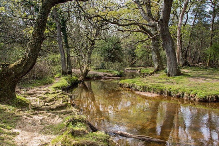 Blackwater Arboretum