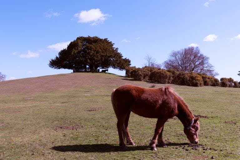 Bolton's Bench In Lyndhurst