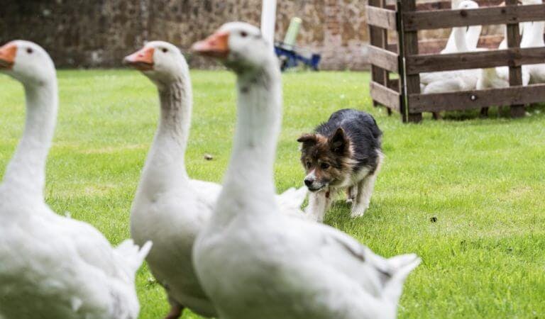 Duck herding team away day at Careys Manor Hotel & SenSpa
