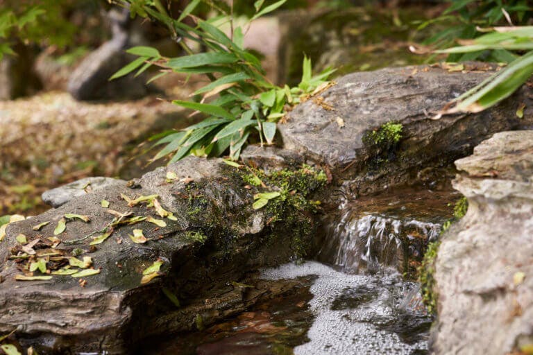 Water fountain flows in forest setting