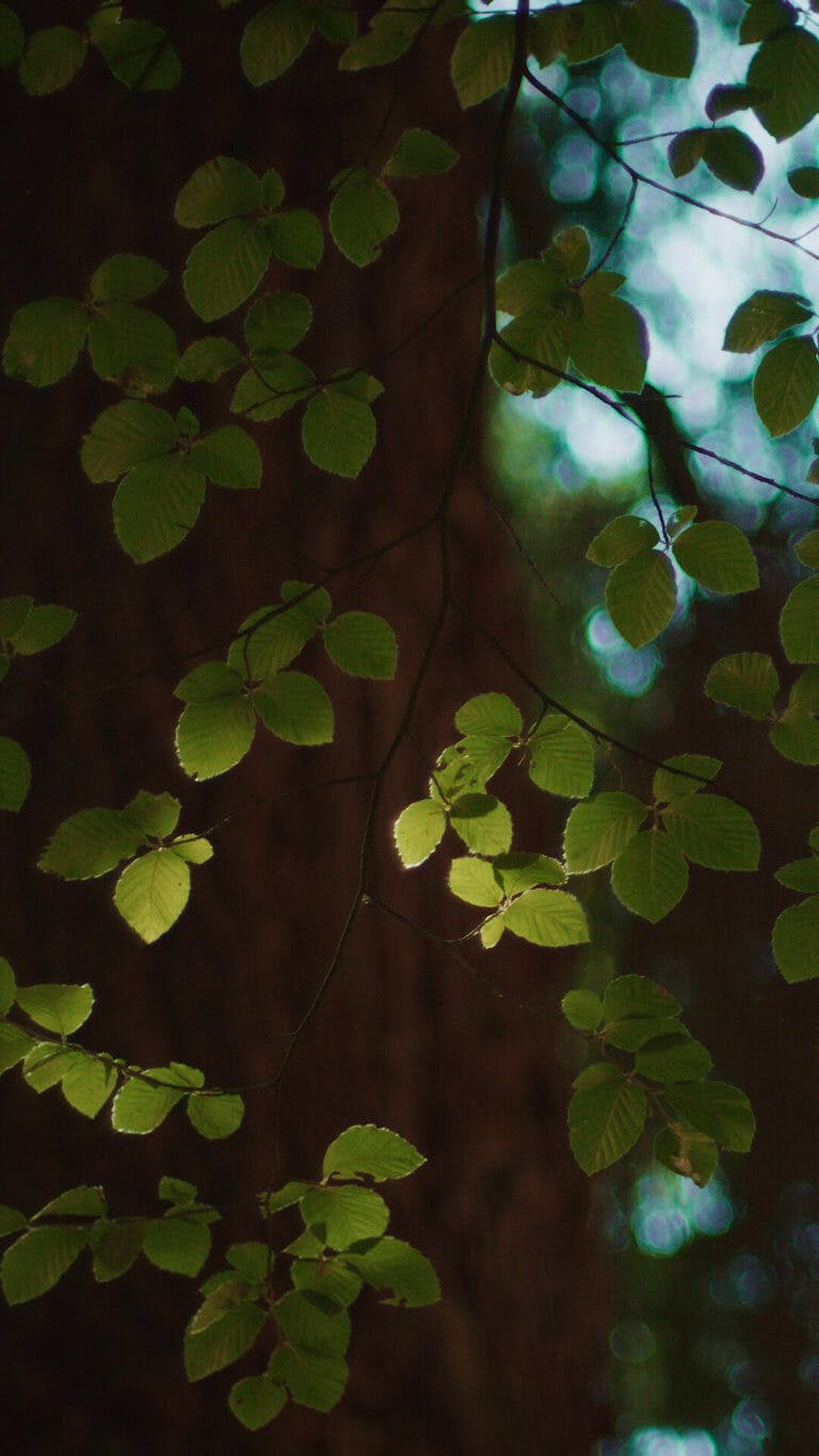Camera looks up at leaves on tree towards the sky