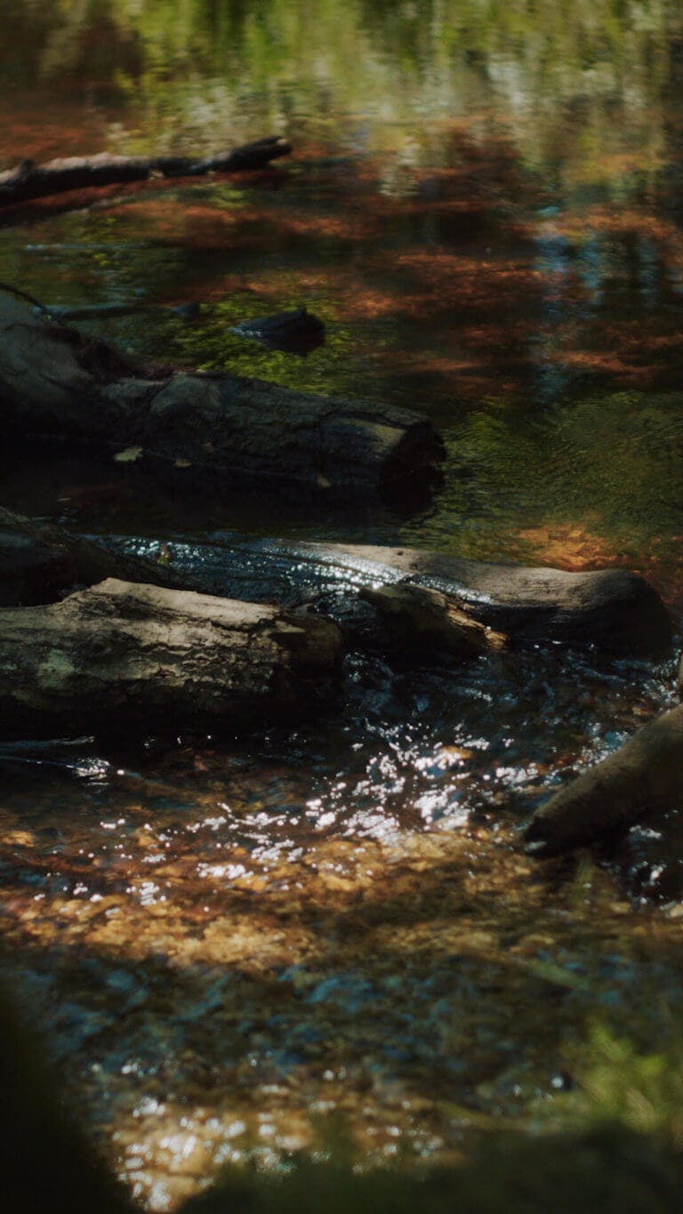 A gentle flowing river in the New Forest