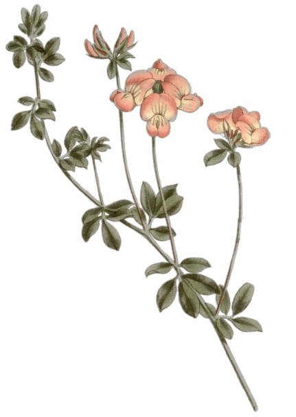Floral illustration