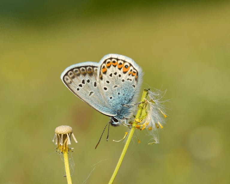 Rare silver-studded blue butterfly on a dandelion in Hampshire, England