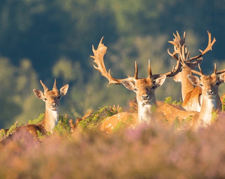 Deer in The New Forest National Park
