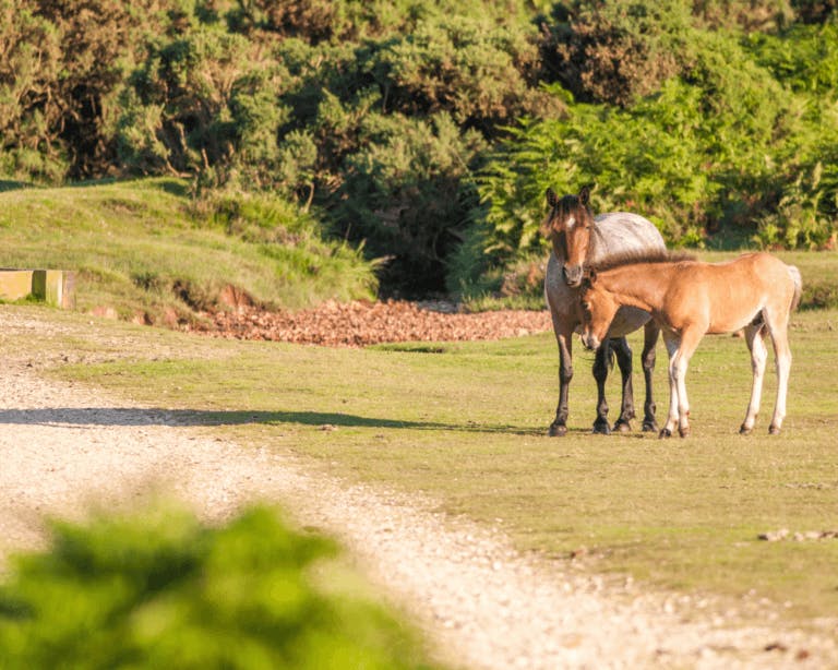 Ponies in the New Forest National Park