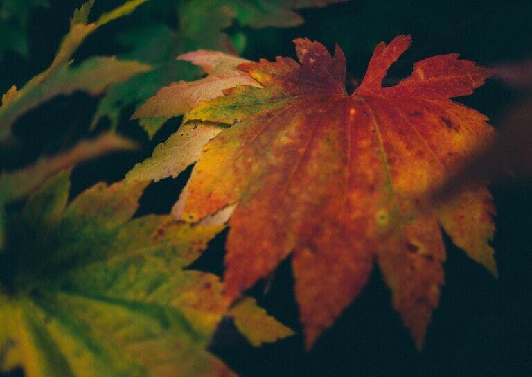 Autumn leaf in the New Forest national park, Hampshire