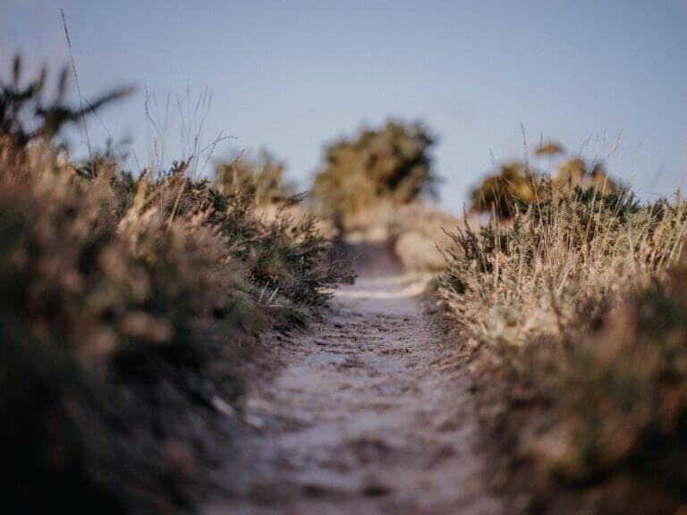 Path to the beach surrounded by foliage
