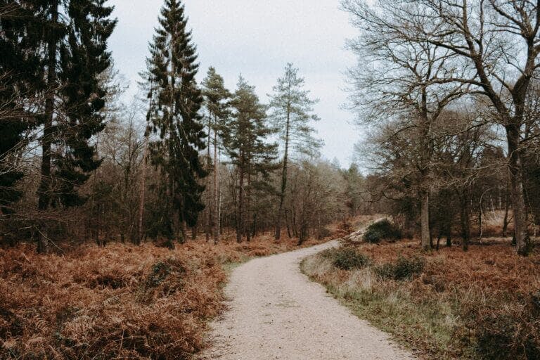 Path through the New Forest surrounded by tall trees on wintery day