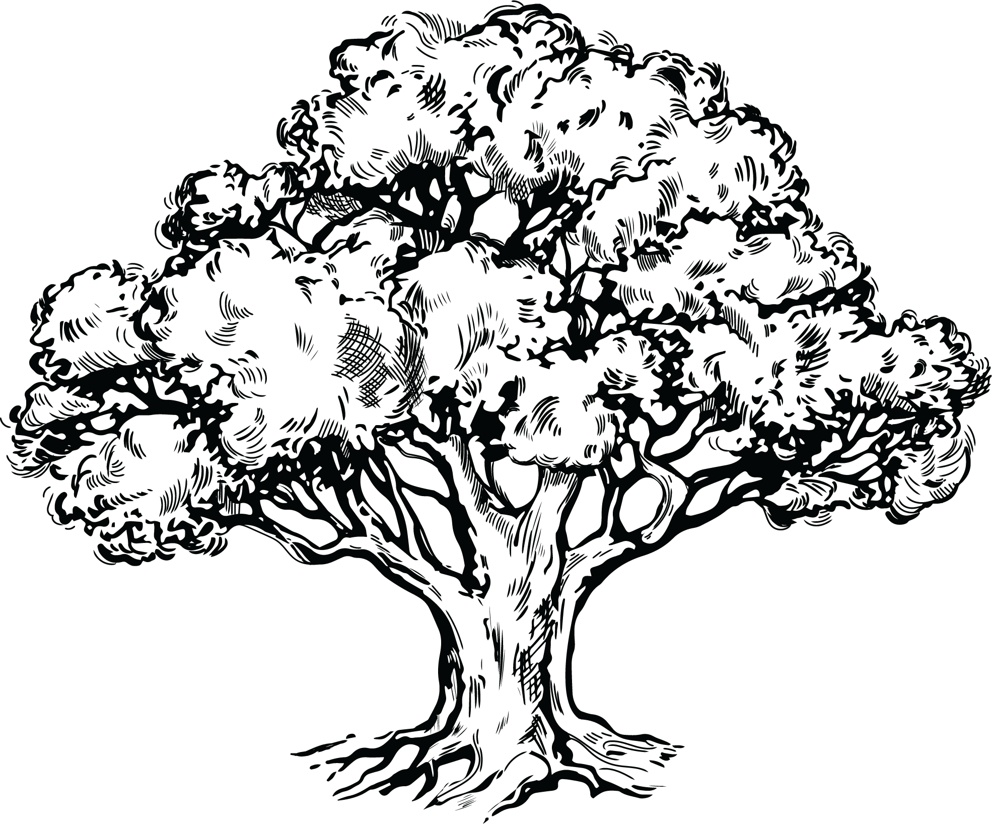 Black and white cedar tree illustration