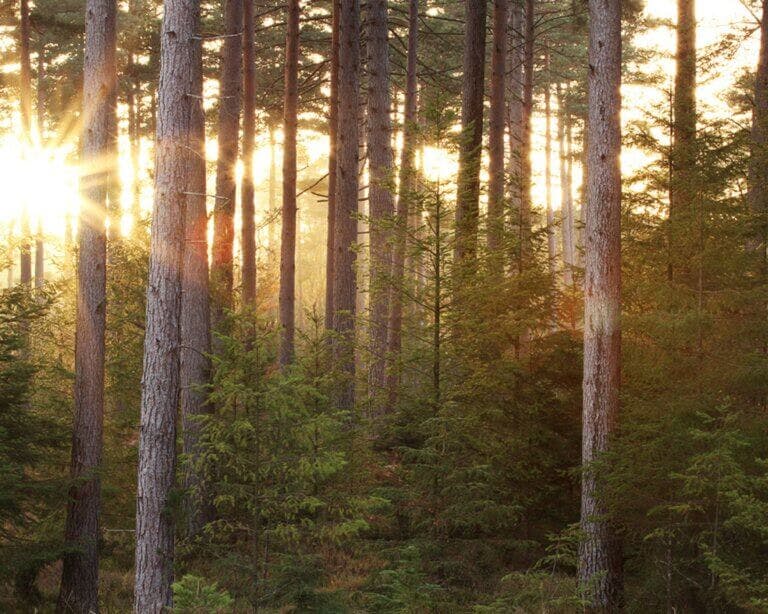 Tall Trees at Blackwater Arboretum, New Forest, Hampshire
