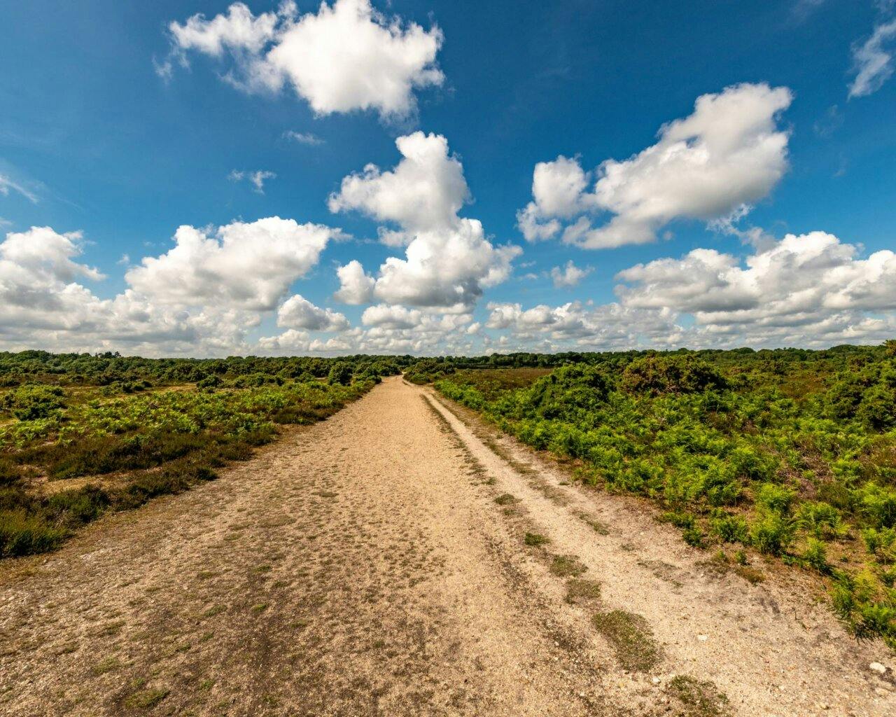 Top 5 Scenic Running Trails in the New Forest - Careys Manor Hotel & SenSpa