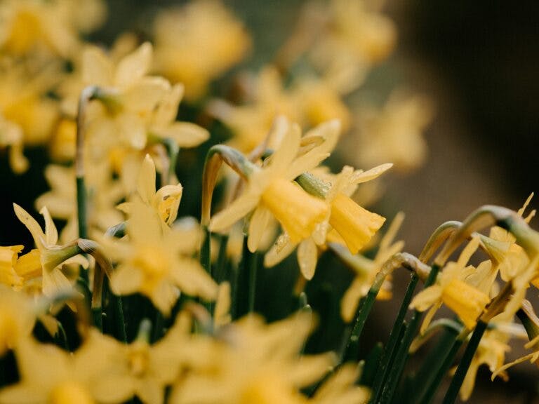 Daffodils