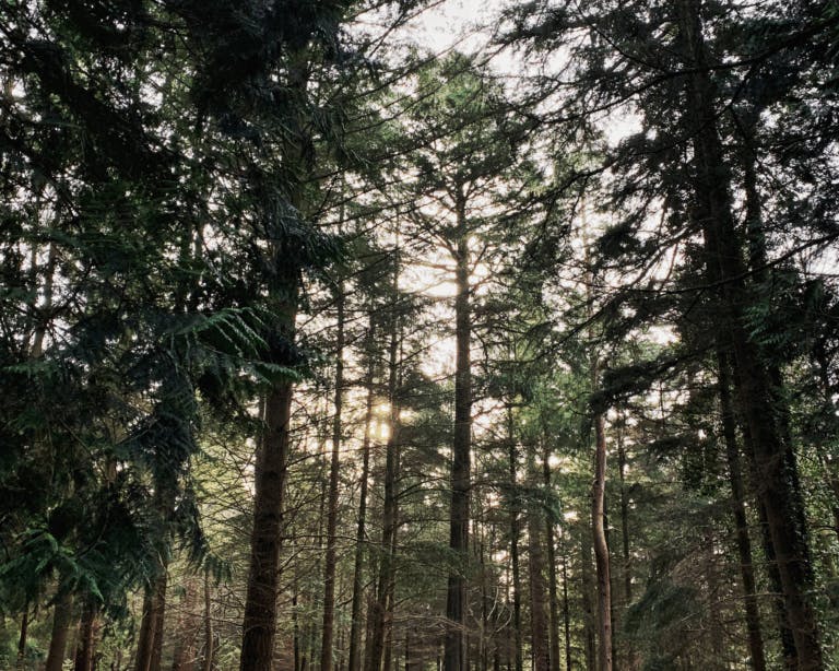 Tall trees in the New Forest national park on a winter day