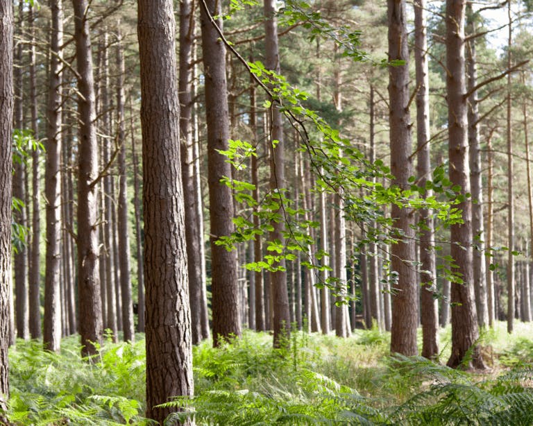 New Forest national park trees