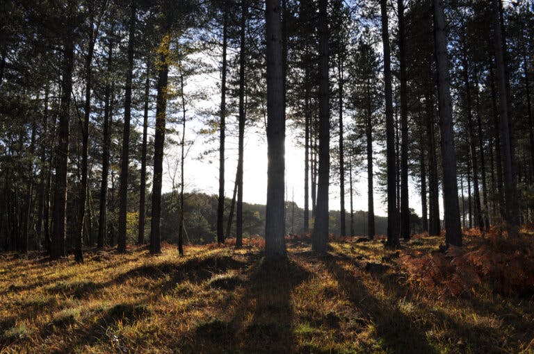Nature shot in the New Forest looking towards Littleholm Hill inclosure