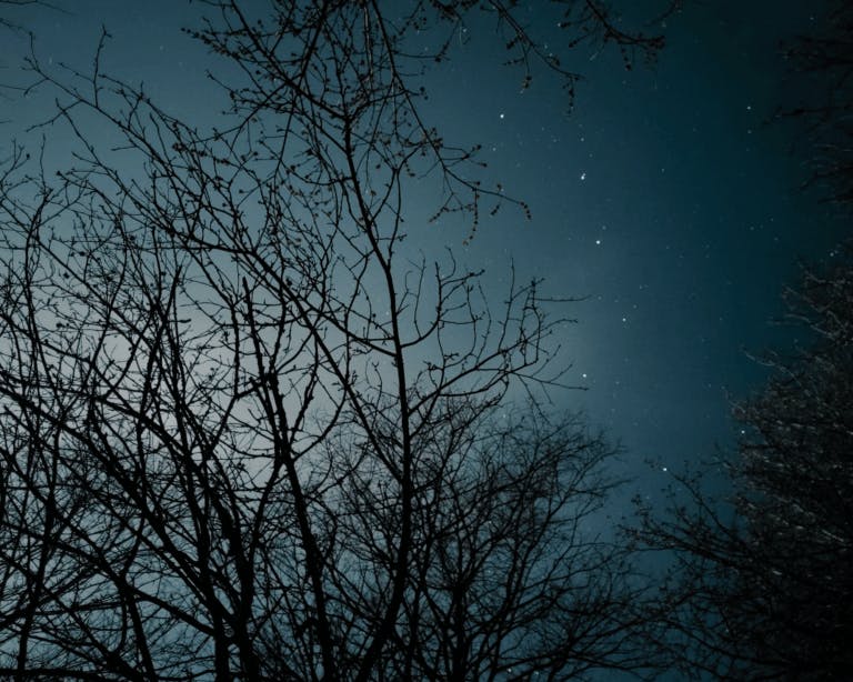 Winter trees with a starry night sky backdrop