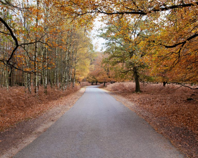 Autumn road view in the New Forest national park, Hampshire