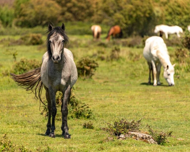Ponies relaxing in the New Forest national park