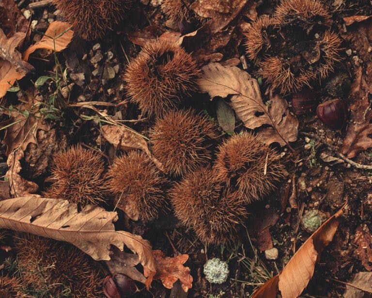 Chestnuts on the ground