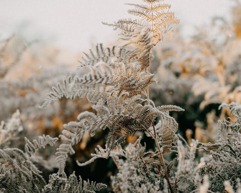 frosty ferns in the new forest winter