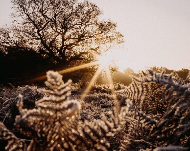frosty landscape scene in the new forest winter