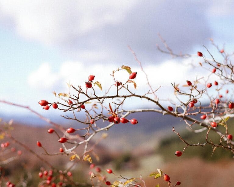 Rose hip tree