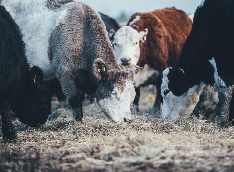New Forest cows eating grass in winter
