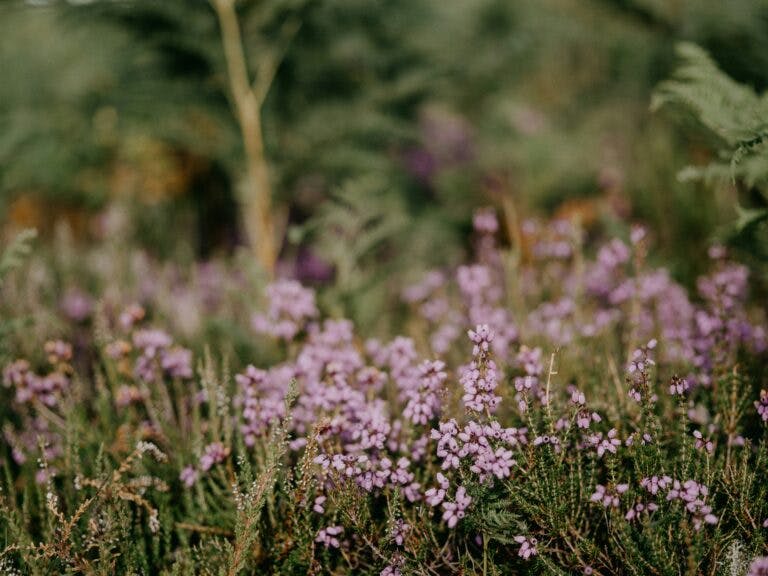 spring flowers in the New Forest National Park