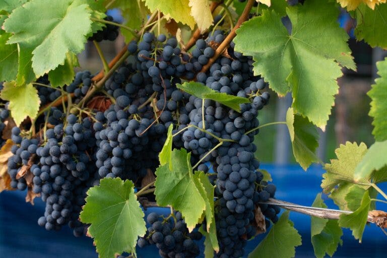 Grapes on the vine for wine at B58 vineyard