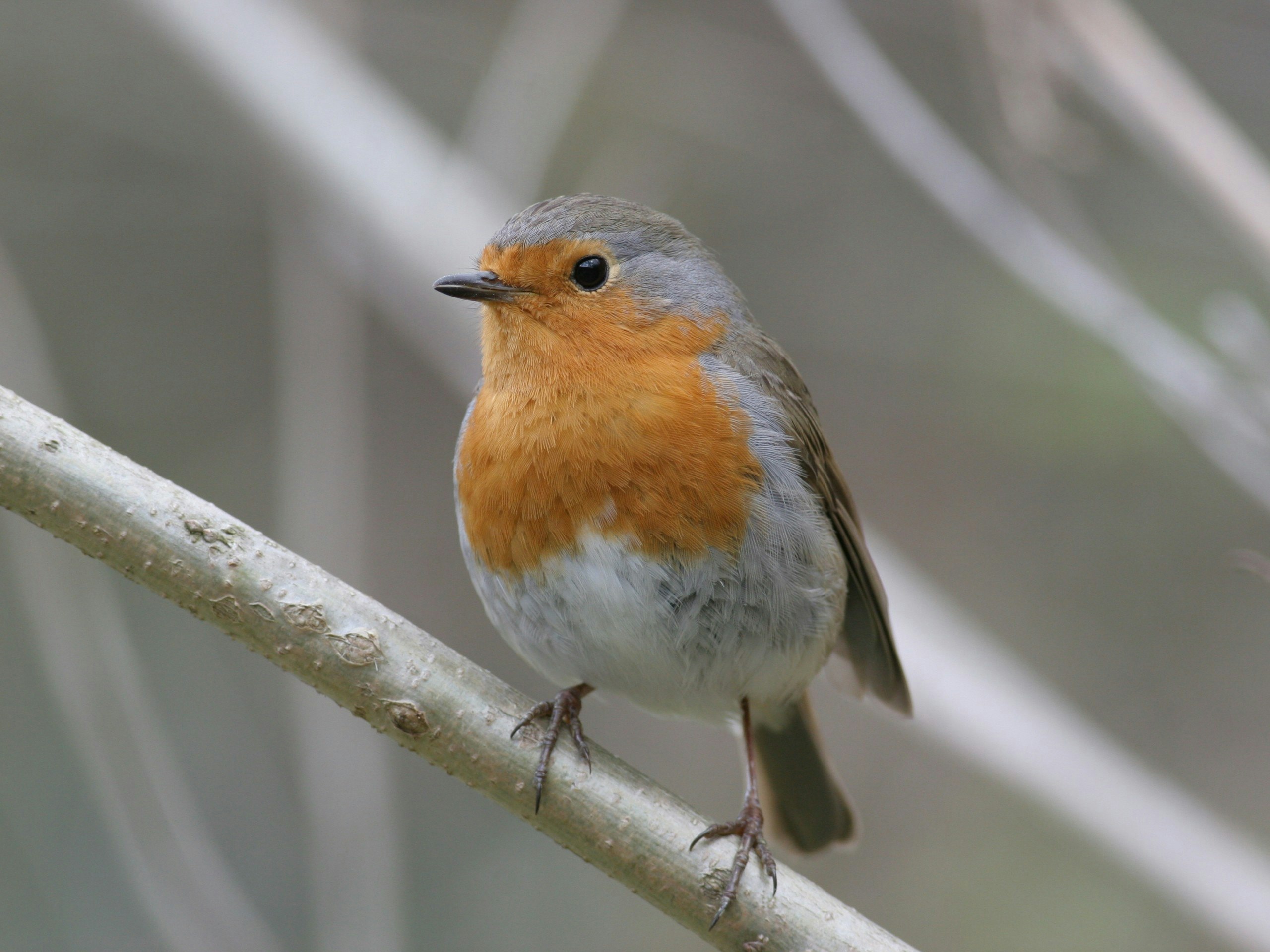 Photo of a Robin