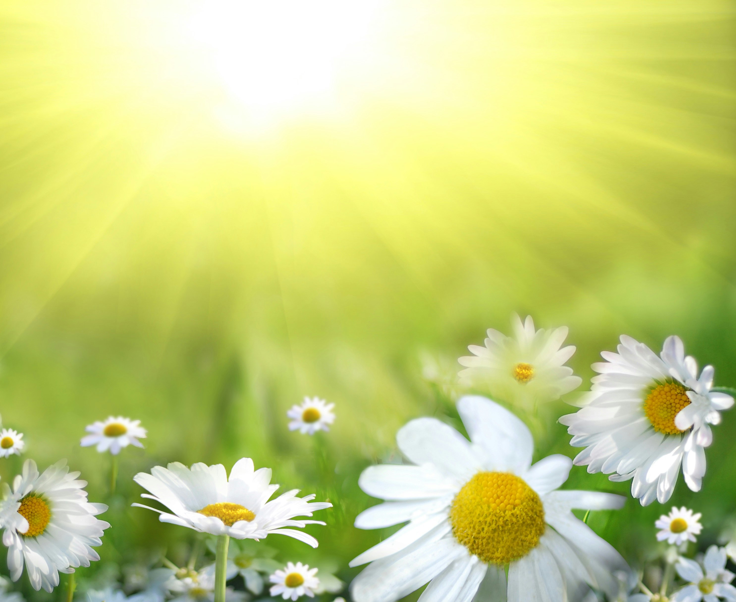 Daisies in the sunshine