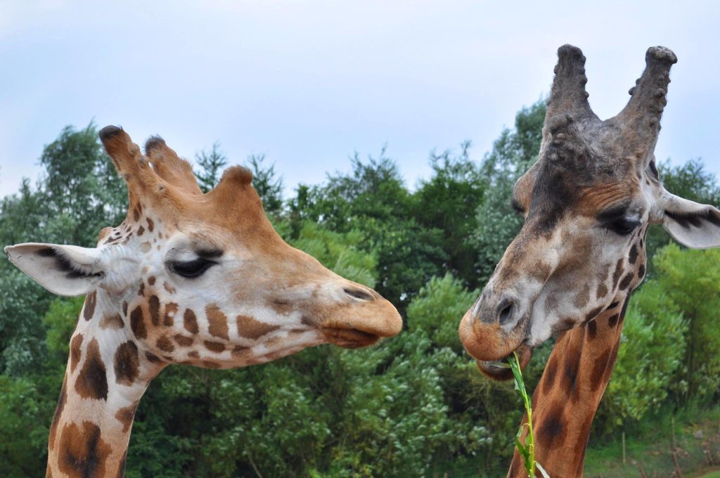 south lakes safari zoo lodges