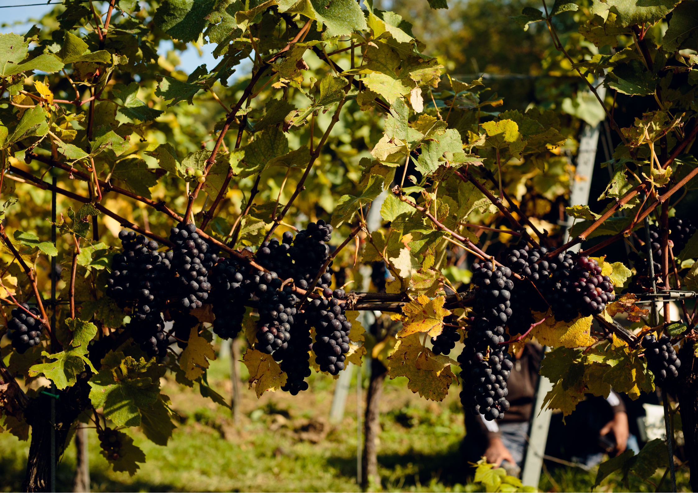 Harvest time at Gusbourne Vineyard