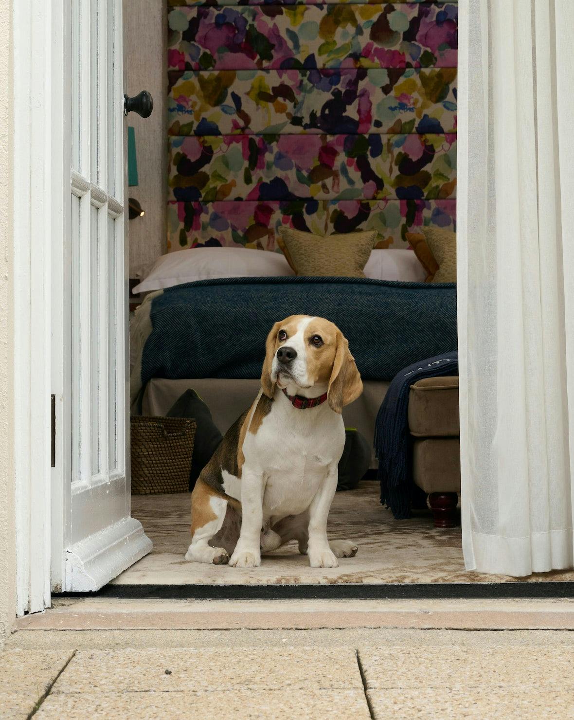 From Coastline to Countryside Top Dog Walking Spots at the Durham